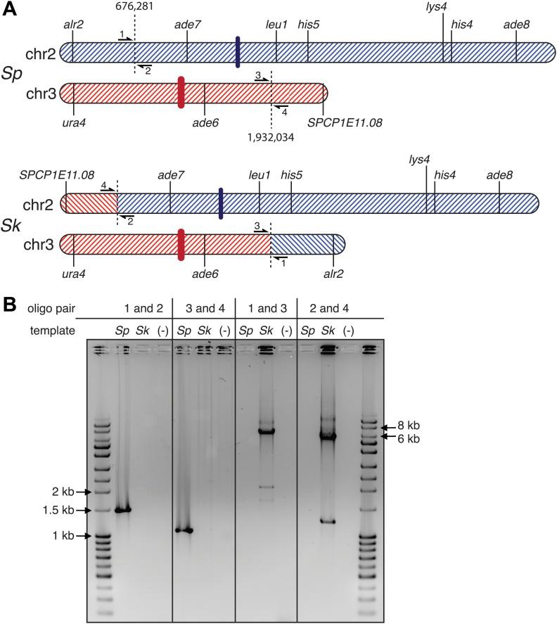 https://cdn.ncbi.nlm.nih.gov/pmc/blobs/669d/4066438/061b28ca714e/elife02630fs016.jpg