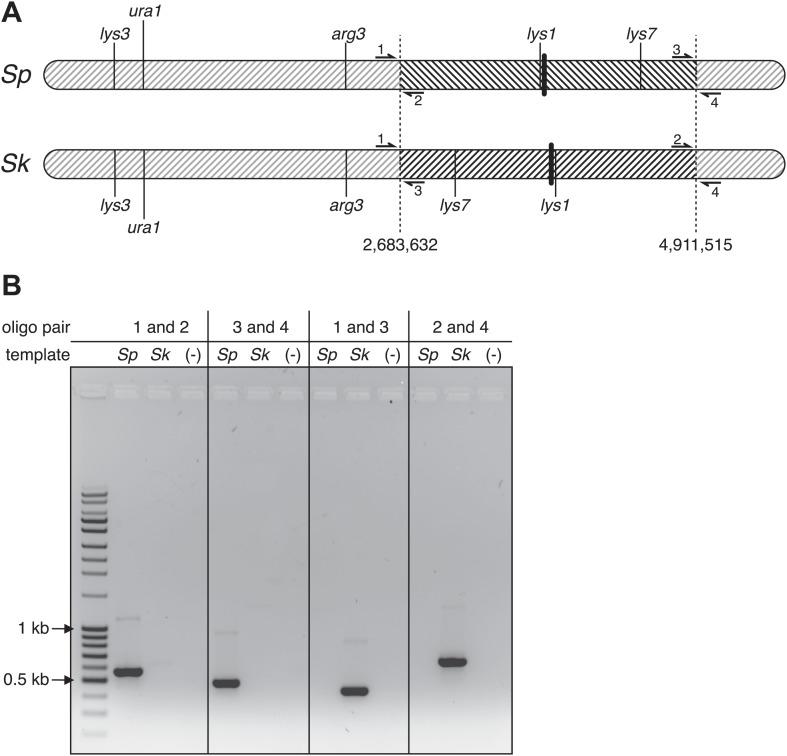 https://cdn.ncbi.nlm.nih.gov/pmc/blobs/669d/4066438/5166a3613f49/elife02630fs015.jpg