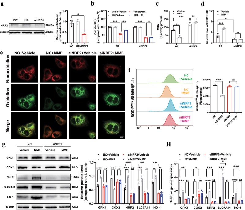 https://cdn.ncbi.nlm.nih.gov/pmc/blobs/669e/10026899/3330b8592849/KCCY_A_2155016_F0004_C.jpg