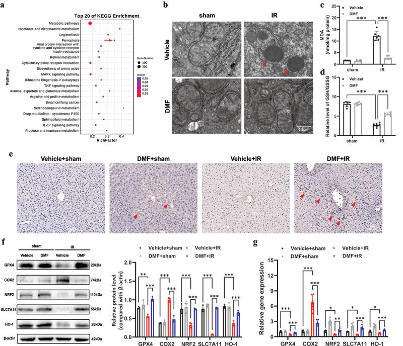 https://cdn.ncbi.nlm.nih.gov/pmc/blobs/669e/10026899/f62231f1aea1/KCCY_A_2155016_F0002_C.jpg