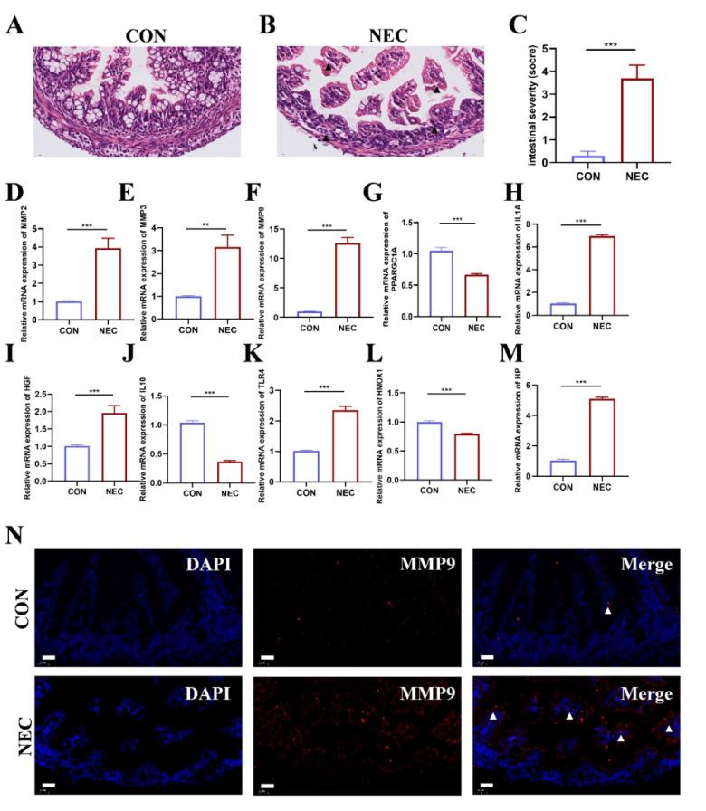 https://cdn.ncbi.nlm.nih.gov/pmc/blobs/669e/12035842/7b7d67a0f258/ijmsv22p2139g006.jpg