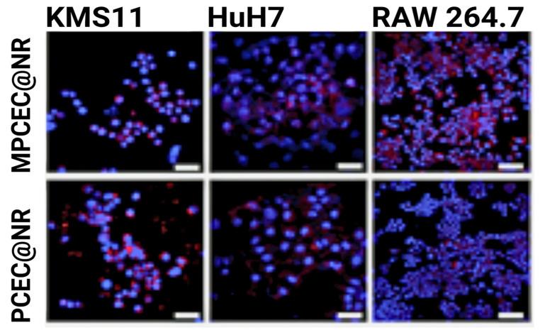https://cdn.ncbi.nlm.nih.gov/pmc/blobs/669e/12113794/f0b7c5f64a3c/nanomaterials-15-00739-g006.jpg