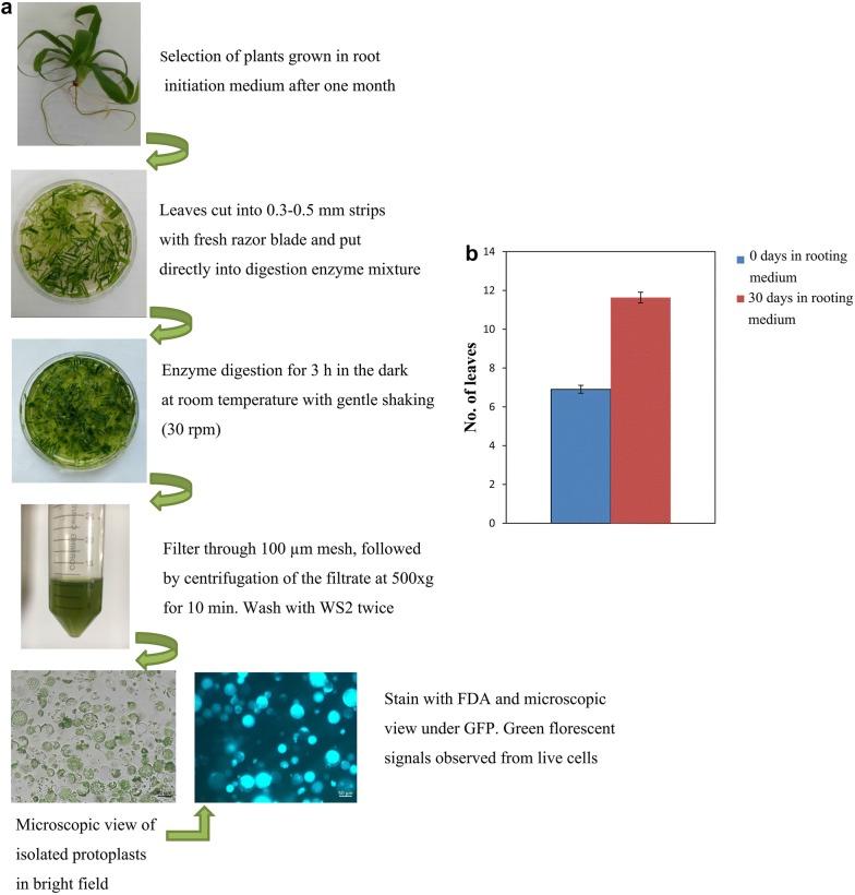 https://cdn.ncbi.nlm.nih.gov/pmc/blobs/669e/6205801/441f0f4404ba/13007_2018_365_Fig3_HTML.jpg