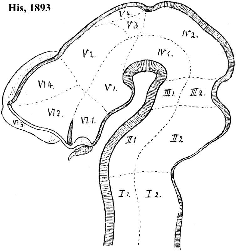 https://cdn.ncbi.nlm.nih.gov/pmc/blobs/669f/4365718/b16056c45ebf/fnana-09-00027-g0004.jpg