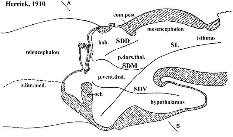 https://cdn.ncbi.nlm.nih.gov/pmc/blobs/669f/4365718/f3f015ee924f/fnana-09-00027-g0002.jpg