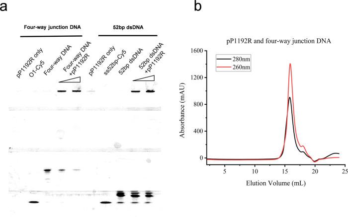 https://cdn.ncbi.nlm.nih.gov/pmc/blobs/66a0/11139879/243d5b651f24/41467_2024_49047_Fig6_HTML.jpg
