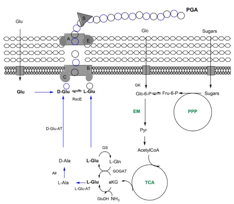 https://cdn.ncbi.nlm.nih.gov/pmc/blobs/66a3/8228158/59218b7412cb/nanomaterials-11-01492-g004.jpg