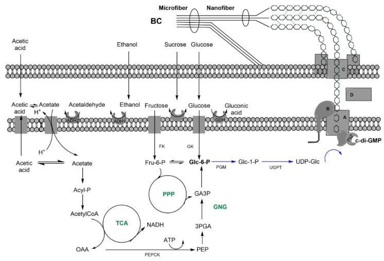 https://cdn.ncbi.nlm.nih.gov/pmc/blobs/66a3/8228158/8c155186e0d2/nanomaterials-11-01492-g002.jpg