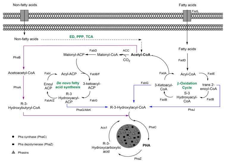 https://cdn.ncbi.nlm.nih.gov/pmc/blobs/66a3/8228158/b82e5a672dd2/nanomaterials-11-01492-g003.jpg