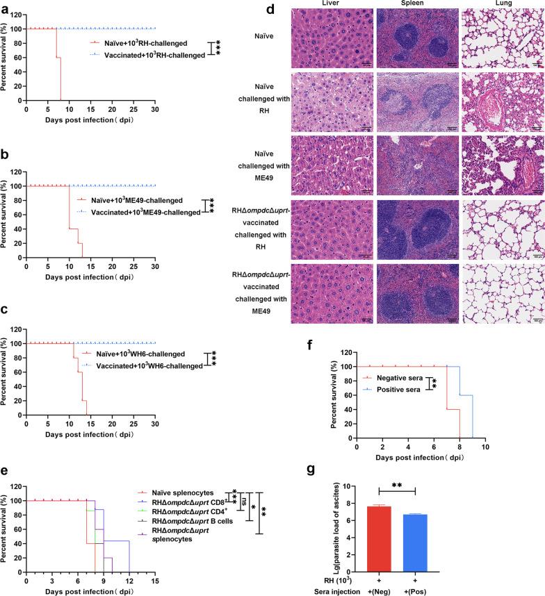 https://cdn.ncbi.nlm.nih.gov/pmc/blobs/66a4/10268463/17d20291faa6/40249_2023_1109_Fig6_HTML.jpg