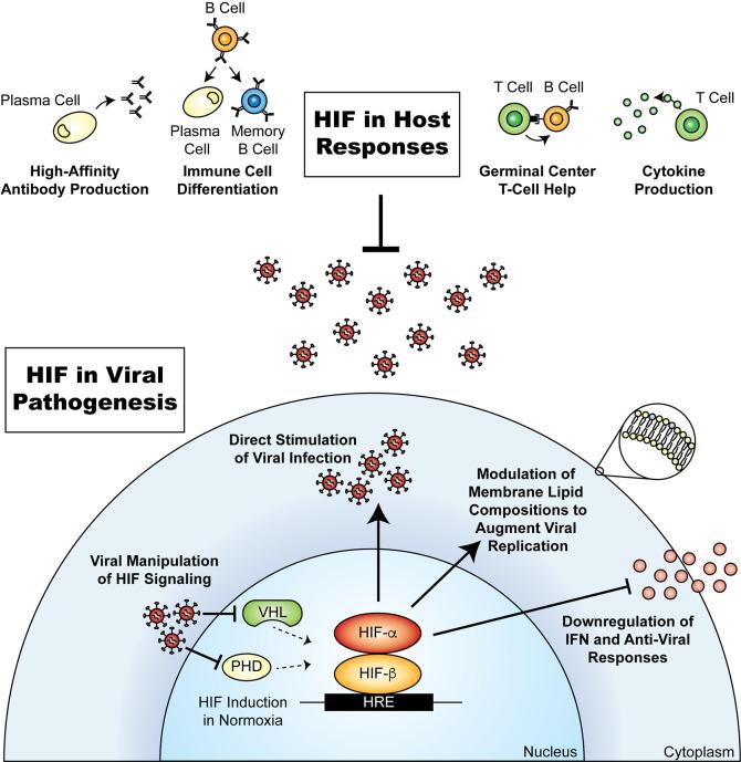 https://cdn.ncbi.nlm.nih.gov/pmc/blobs/66a8/8119216/d78fb10151fa/jciinsight-6-147190-g002.jpg