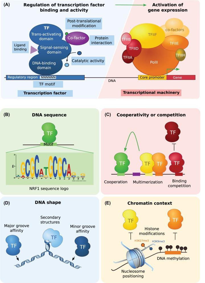 https://cdn.ncbi.nlm.nih.gov/pmc/blobs/66ae/6923324/29594c63cd3f/ebc-63-ebc20190033-g1.jpg