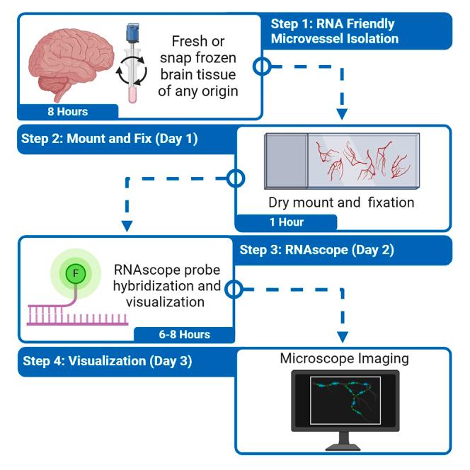 https://cdn.ncbi.nlm.nih.gov/pmc/blobs/66b0/11760319/2a3ad707e0dc/fx1.jpg