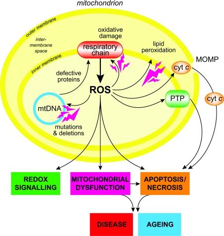 https://cdn.ncbi.nlm.nih.gov/pmc/blobs/66b0/2605959/e90d192d2061/bic234i001.jpg