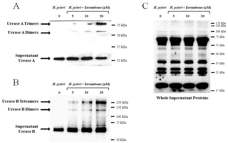 https://cdn.ncbi.nlm.nih.gov/pmc/blobs/66b0/8124612/36d202f174eb/molecules-26-02663-g004.jpg