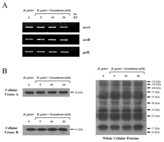 https://cdn.ncbi.nlm.nih.gov/pmc/blobs/66b0/8124612/8479e221b531/molecules-26-02663-g002.jpg