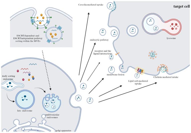 https://cdn.ncbi.nlm.nih.gov/pmc/blobs/66b7/11464304/b3ca531ab8d9/fimmu-15-1442573-g001.jpg
