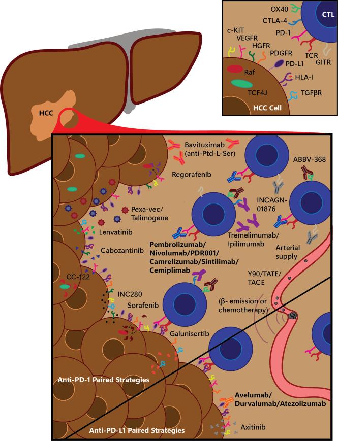 https://cdn.ncbi.nlm.nih.gov/pmc/blobs/66bb/8692256/8da02a095e10/fonc-11-801379-g001.jpg