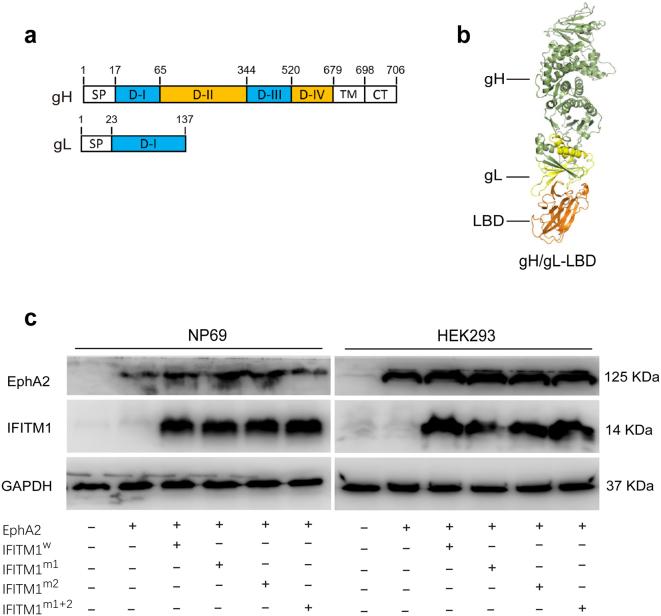 https://cdn.ncbi.nlm.nih.gov/pmc/blobs/66bf/11087256/5e8f6b181285/41564_2024_1659_Fig13_ESM.jpg