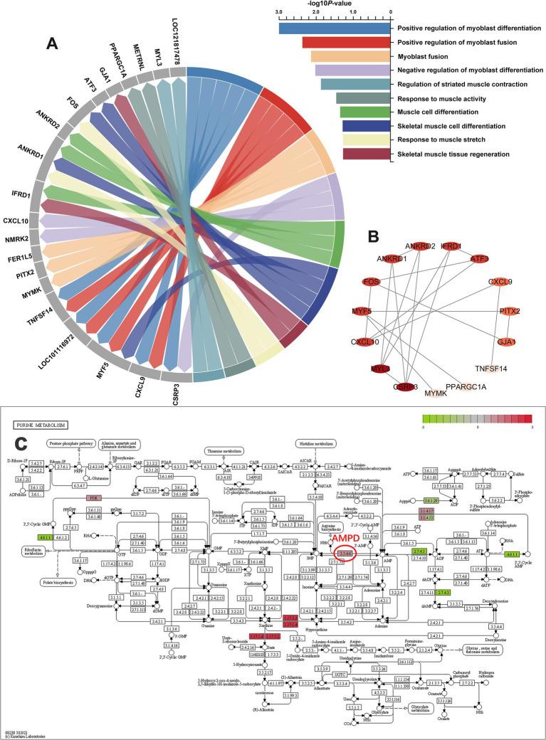 https://cdn.ncbi.nlm.nih.gov/pmc/blobs/66c0/12307410/d11665cf6ffe/fnut-12-1620180-g002.jpg