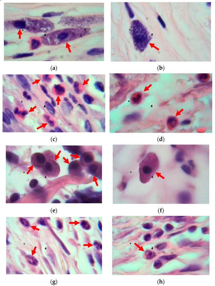 https://cdn.ncbi.nlm.nih.gov/pmc/blobs/66c5/11313228/8ce95800ea16/materials-17-03833-g006.jpg