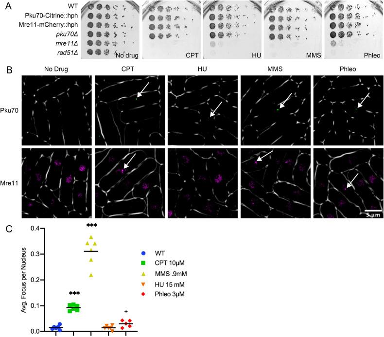 https://cdn.ncbi.nlm.nih.gov/pmc/blobs/66c6/7904001/7713ddf6395c/biolopen-10-054346-g1.jpg