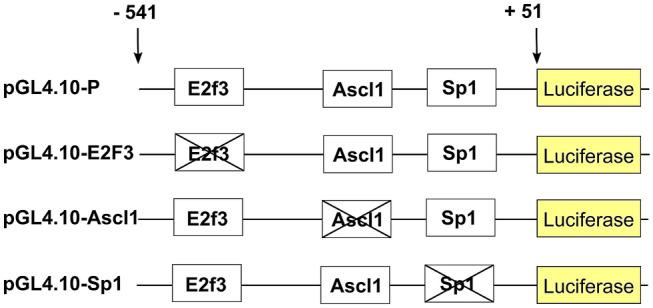 https://cdn.ncbi.nlm.nih.gov/pmc/blobs/66c8/8302521/803267d9bf6d/11064_2021_3374_Fig4_HTML.jpg