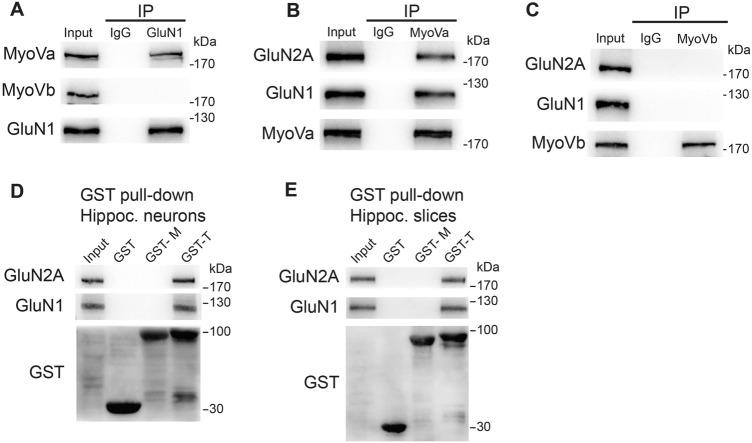 https://cdn.ncbi.nlm.nih.gov/pmc/blobs/66c9/11306496/36232d0ff909/12264_2023_1174_Fig1_HTML.jpg
