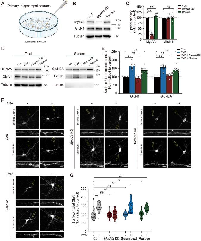 https://cdn.ncbi.nlm.nih.gov/pmc/blobs/66c9/11306496/5218a9582a56/12264_2023_1174_Fig3_HTML.jpg