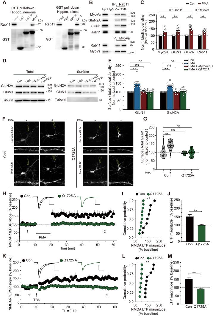 https://cdn.ncbi.nlm.nih.gov/pmc/blobs/66c9/11306496/68455759b425/12264_2023_1174_Fig6_HTML.jpg