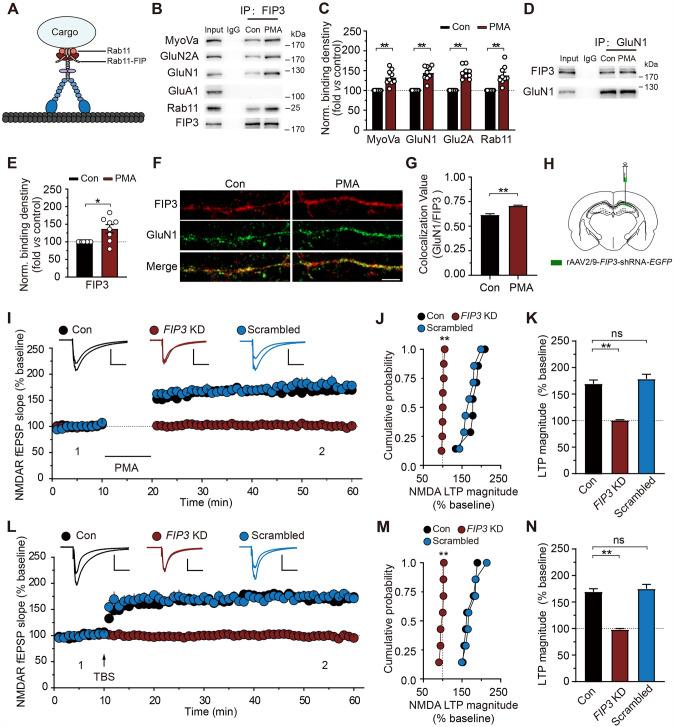 https://cdn.ncbi.nlm.nih.gov/pmc/blobs/66c9/11306496/ab025758e8f7/12264_2023_1174_Fig7_HTML.jpg