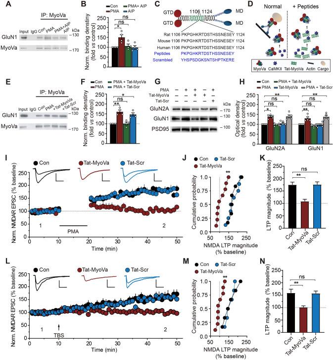 https://cdn.ncbi.nlm.nih.gov/pmc/blobs/66c9/11306496/c3ec33b49687/12264_2023_1174_Fig5_HTML.jpg