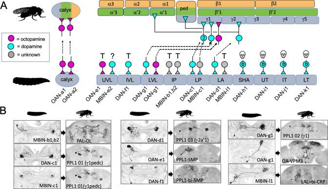 https://cdn.ncbi.nlm.nih.gov/pmc/blobs/66c9/9984194/16fb43ede6ed/elife-80594-fig3.jpg