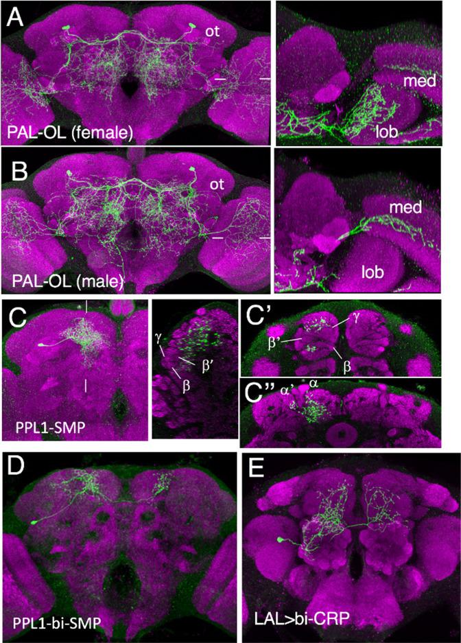 https://cdn.ncbi.nlm.nih.gov/pmc/blobs/66c9/9984194/a29531198477/elife-80594-fig3-figsupp1.jpg