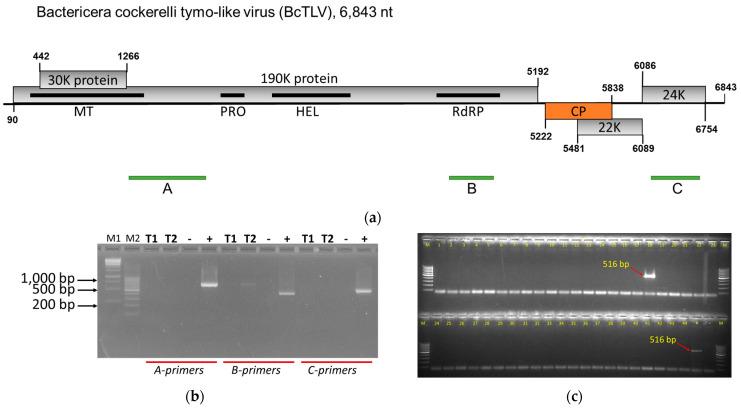 https://cdn.ncbi.nlm.nih.gov/pmc/blobs/66cb/10975263/2f8cf5065d75/viruses-16-00415-g001.jpg