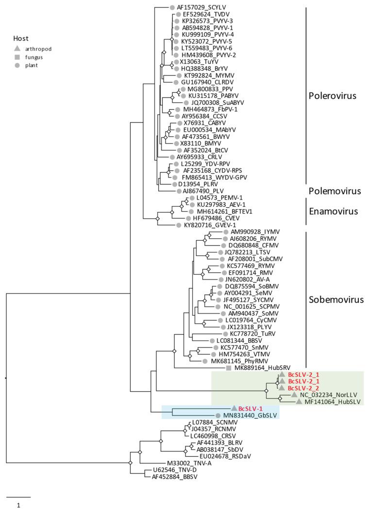 https://cdn.ncbi.nlm.nih.gov/pmc/blobs/66cb/10975263/e6c312902511/viruses-16-00415-g004.jpg