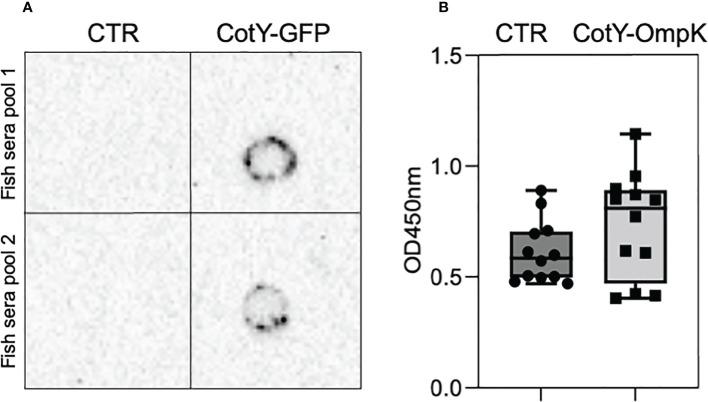 https://cdn.ncbi.nlm.nih.gov/pmc/blobs/66cd/9608137/18d33b3037c8/fimmu-13-1012301-g004.jpg