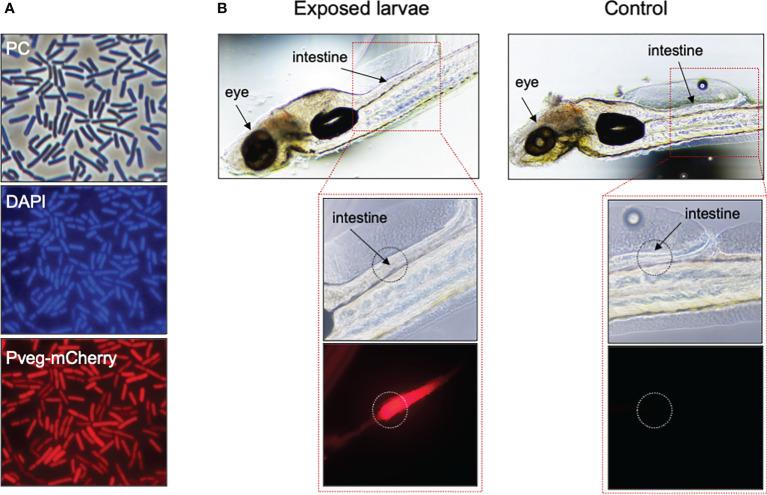 https://cdn.ncbi.nlm.nih.gov/pmc/blobs/66cd/9608137/4b485ad53205/fimmu-13-1012301-g003.jpg