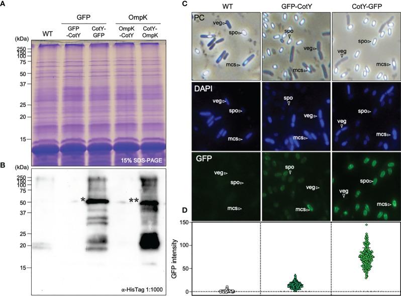 https://cdn.ncbi.nlm.nih.gov/pmc/blobs/66cd/9608137/88fdd4c2ca20/fimmu-13-1012301-g001.jpg