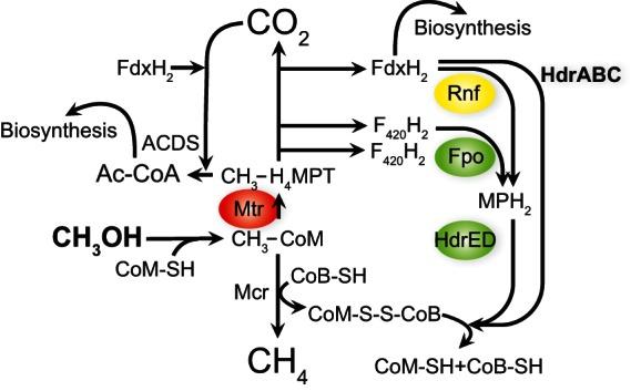 https://cdn.ncbi.nlm.nih.gov/pmc/blobs/66cf/4561719/069f021b3388/zam9991165890005.jpg