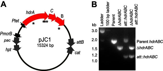 https://cdn.ncbi.nlm.nih.gov/pmc/blobs/66cf/4561719/6083a63f6257/zam9991165890002.jpg