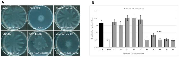 https://cdn.ncbi.nlm.nih.gov/pmc/blobs/66d2/9774640/ea2eb7658ae1/antibiotics-11-01790-g002.jpg