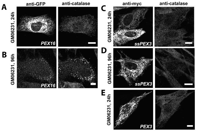 https://cdn.ncbi.nlm.nih.gov/pmc/blobs/66d3/4172262/800de6a2acee/jcs-127-17-3675-f05.jpg