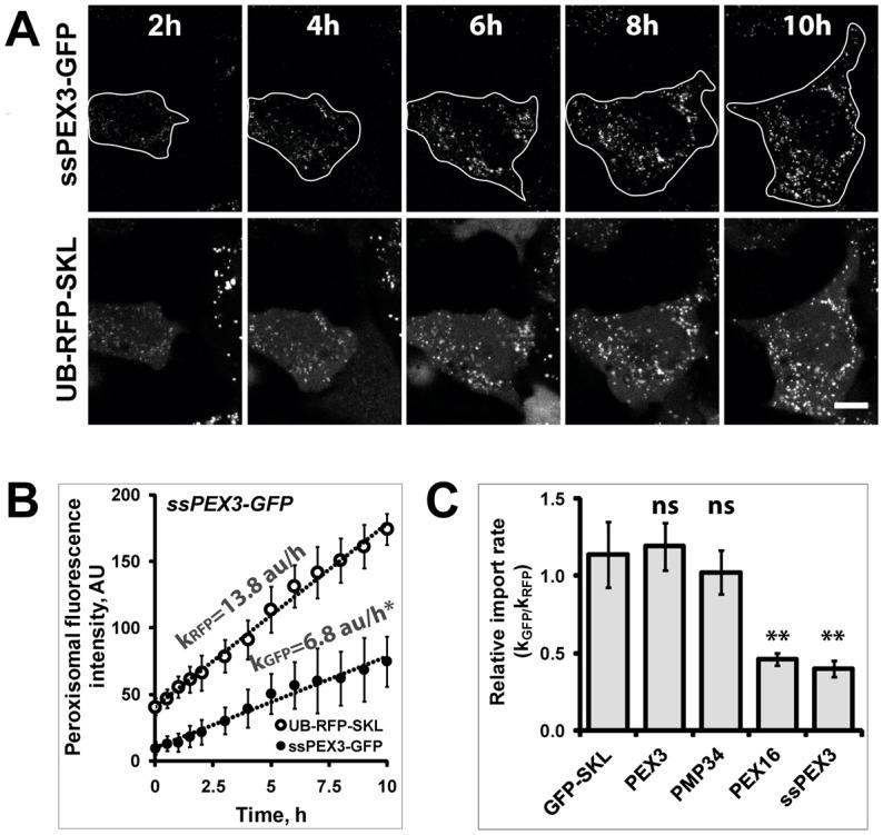 https://cdn.ncbi.nlm.nih.gov/pmc/blobs/66d3/4172262/8ad205498278/jcs-127-17-3675-f04.jpg