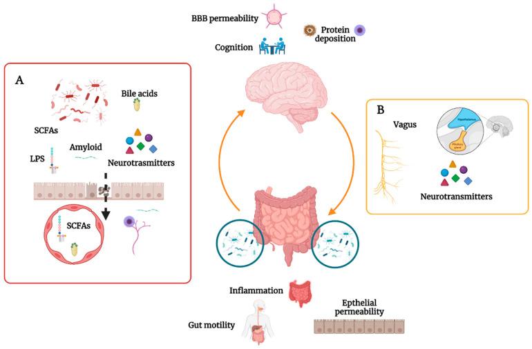 https://cdn.ncbi.nlm.nih.gov/pmc/blobs/66d5/9312830/f6e8c6dd2268/biomedicines-10-01486-g001.jpg