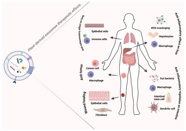 https://cdn.ncbi.nlm.nih.gov/pmc/blobs/66d6/12251442/20861711ac28/nanomaterials-15-01005-g003.jpg