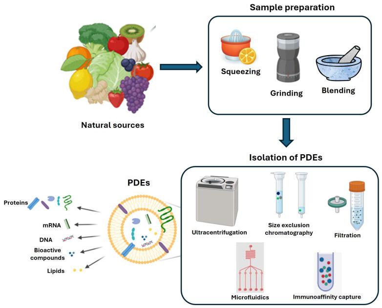 https://cdn.ncbi.nlm.nih.gov/pmc/blobs/66d6/12251442/ee784e6c25c5/nanomaterials-15-01005-g002.jpg