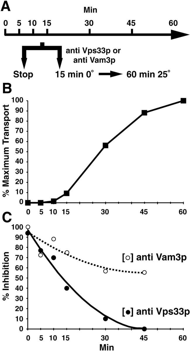 https://cdn.ncbi.nlm.nih.gov/pmc/blobs/66dc/2199724/a78d63ba1bfb/JCB9904110.f8.jpg