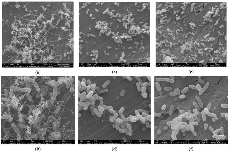https://cdn.ncbi.nlm.nih.gov/pmc/blobs/66dd/12298123/9c778bde175e/microorganisms-13-01446-g002.jpg