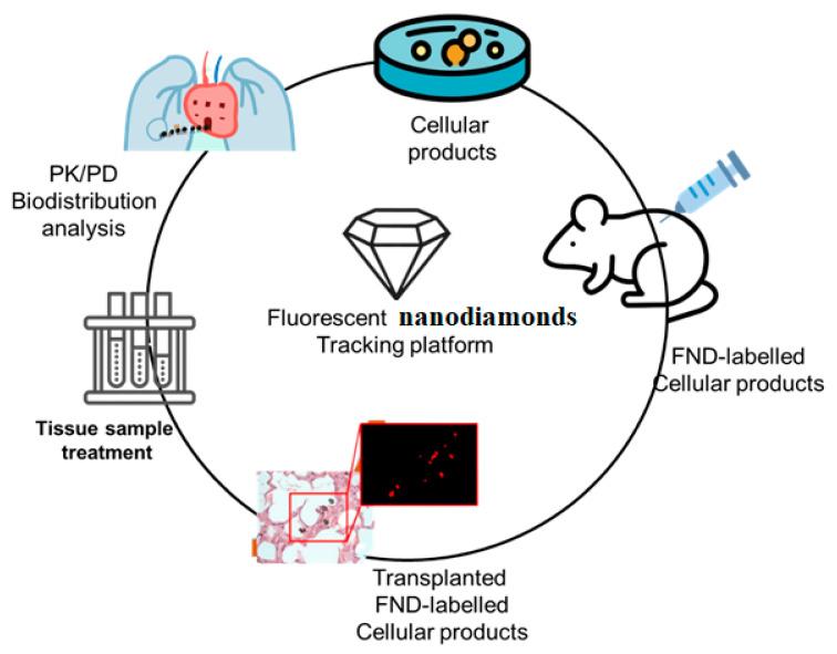 https://cdn.ncbi.nlm.nih.gov/pmc/blobs/66e0/10004171/01a550a6e998/molecules-28-02130-g002.jpg